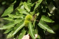 Two green chestnut curls and the leaves. Edible chestnuts Royalty Free Stock Photo