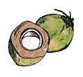 Two Green Coconuts Watercolour Illustration Royalty Free Stock Photo