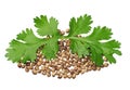 Two green coriander leaves and seeds
