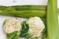 Two green Corn Cob Husks and two cauliflower Royalty Free Stock Photo