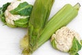 Two green Corn Cob Husks and two cauliflower Royalty Free Stock Photo