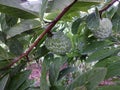 Two green custard apple fruits