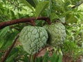 Two green custard apple with leaves Closeup