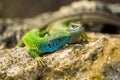 Two green emerald glossy geckos lizards on a rock Royalty Free Stock Photo