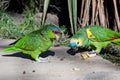 Two green exotics parrots eating seeds