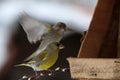 Two Green finch in bird box Royalty Free Stock Photo