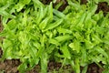 Two green, fresh oakleaf lettuce. Royalty Free Stock Photo
