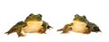 Two green frog isolated on white background. pair of toads. Royalty Free Stock Photo