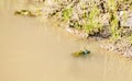 Two green frogs copulate in a pond Royalty Free Stock Photo