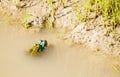 Two green frogs copulate in a pond Royalty Free Stock Photo