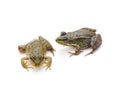 Two green frogs
