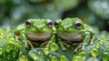 Two Green Frogs on Leaf