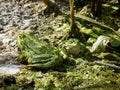 Two green frogs are sitting on the swamp. Wildlife and environment Royalty Free Stock Photo