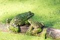 Two green frogs on a trunk in a pond full of duckweed Royalty Free Stock Photo