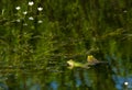 Two green frogs in water in Tuscany Royalty Free Stock Photo