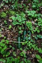 Two green glass bottles lying on dried leaves wnd green clover carpet