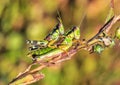 Two green grasshoppers