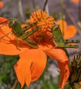 two more green grasshoppers sucking sunflower pollen Royalty Free Stock Photo