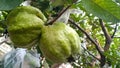 two green guavas hanging from the tree, ready to to be picked