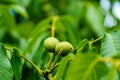 Two green immature walnuts on the tree among green leaves. Green fruits on a branch of walnut tree in summer. Close-up Royalty Free Stock Photo