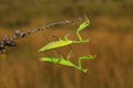 Two green insect praying mantis on flower, Mantis religiosa, Czech republic