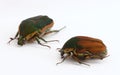 Two Green June Beetles (Cotinis nitida)