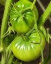 Two green large tomatoes are in the greenhouse. Royalty Free Stock Photo