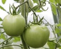 Two green, large tomatoes hang on a branch in a greenhouse Royalty Free Stock Photo