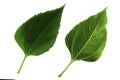 Two green leaves of Jerusalem artichoke isolated on white background, the upper and lower side of the leaf Royalty Free Stock Photo