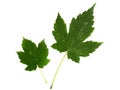 Two green leaves of maple tree isolated on white backg Royalty Free Stock Photo