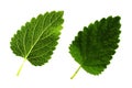 Two green leaves of melissa isolated on white background, the top and bottom side of the sheet Royalty Free Stock Photo