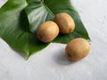 Two green leaves of the monstera plant and three kiwi fruit on a gray concrete background. Trend