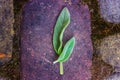 Two green leaves on an old red stone Royalty Free Stock Photo