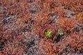 Two green leaves among reddened shrubs Royalty Free Stock Photo