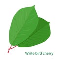 Two green leaves white cherry s