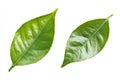 Two green lemon leaves isolated on white background Royalty Free Stock Photo