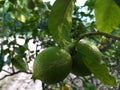 Two Green Lemons Growing on a Lemon Tree