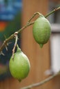 Two green lemons on a lemon tree growing inside premise Royalty Free Stock Photo