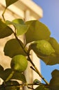 Two green lemons on a lemon tree Royalty Free Stock Photo