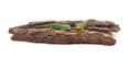 Two green lizards on the bark of a tree Royalty Free Stock Photo