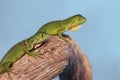 Two green lizards crawling on a branch Royalty Free Stock Photo