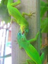 Two green lizards fight on the wood Royalty Free Stock Photo