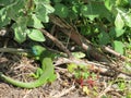 Two green lizards Royalty Free Stock Photo