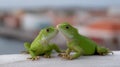 Two green lizards are kissing each other Royalty Free Stock Photo