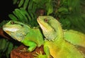 Two green lizards outdoors