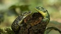 Two green lizards on a tree. Royalty Free Stock Photo