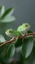 Two green lizards are sitting on a leafy branch Royalty Free Stock Photo