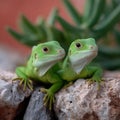 Two green lizards are standing on a rock Royalty Free Stock Photo