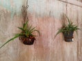 two green long leaves Cholorophytum plants in small black plastic pots in plastic pot