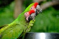 Macaws Royalty Free Stock Photo